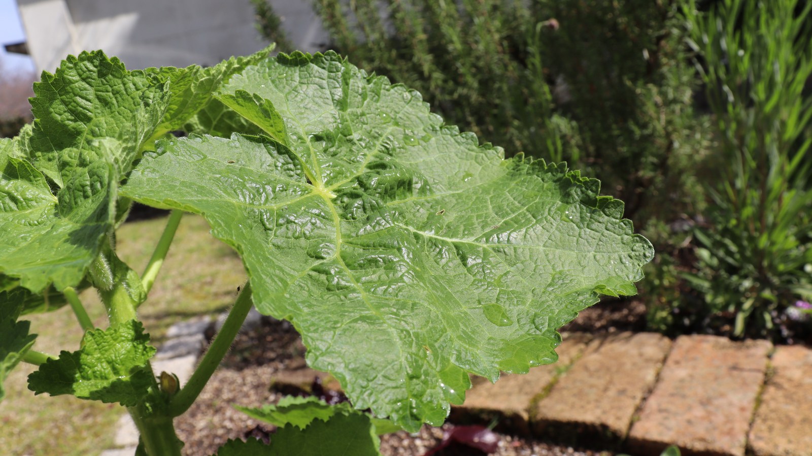緑色の葉の写真フリー素材 Green leaf photo free material