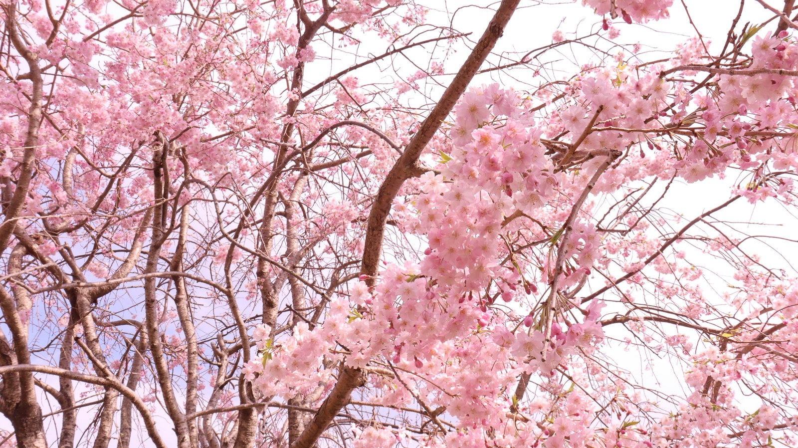 青空と桜の写真フリー素材 Blue sky and cherry blossoms photo free material