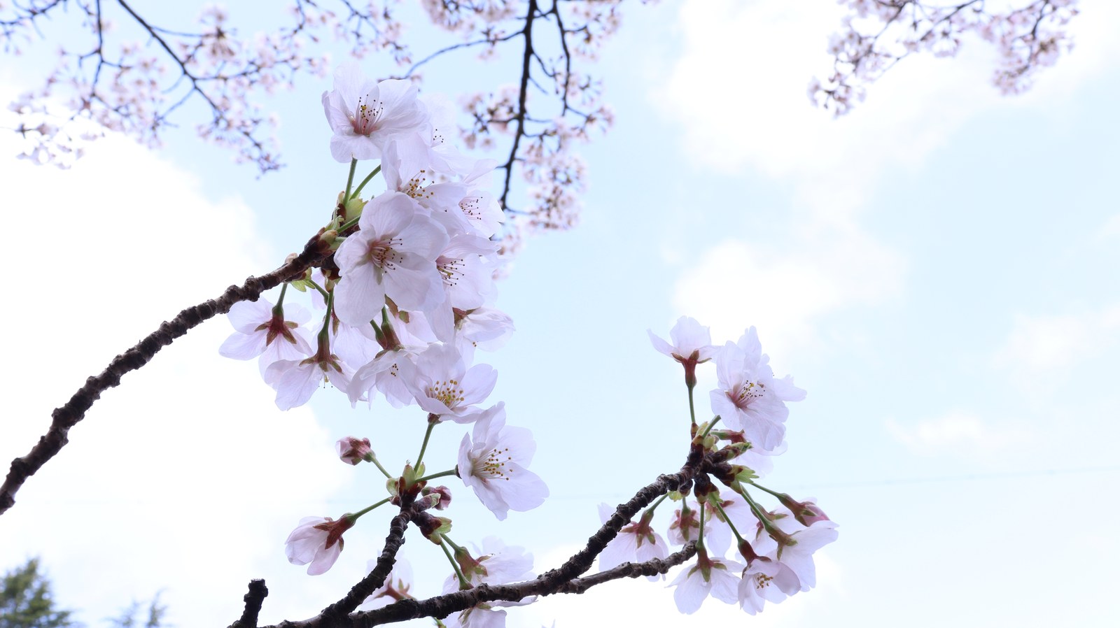 桜と青空の写真フリー素材 Sakura and blue sky photo free material