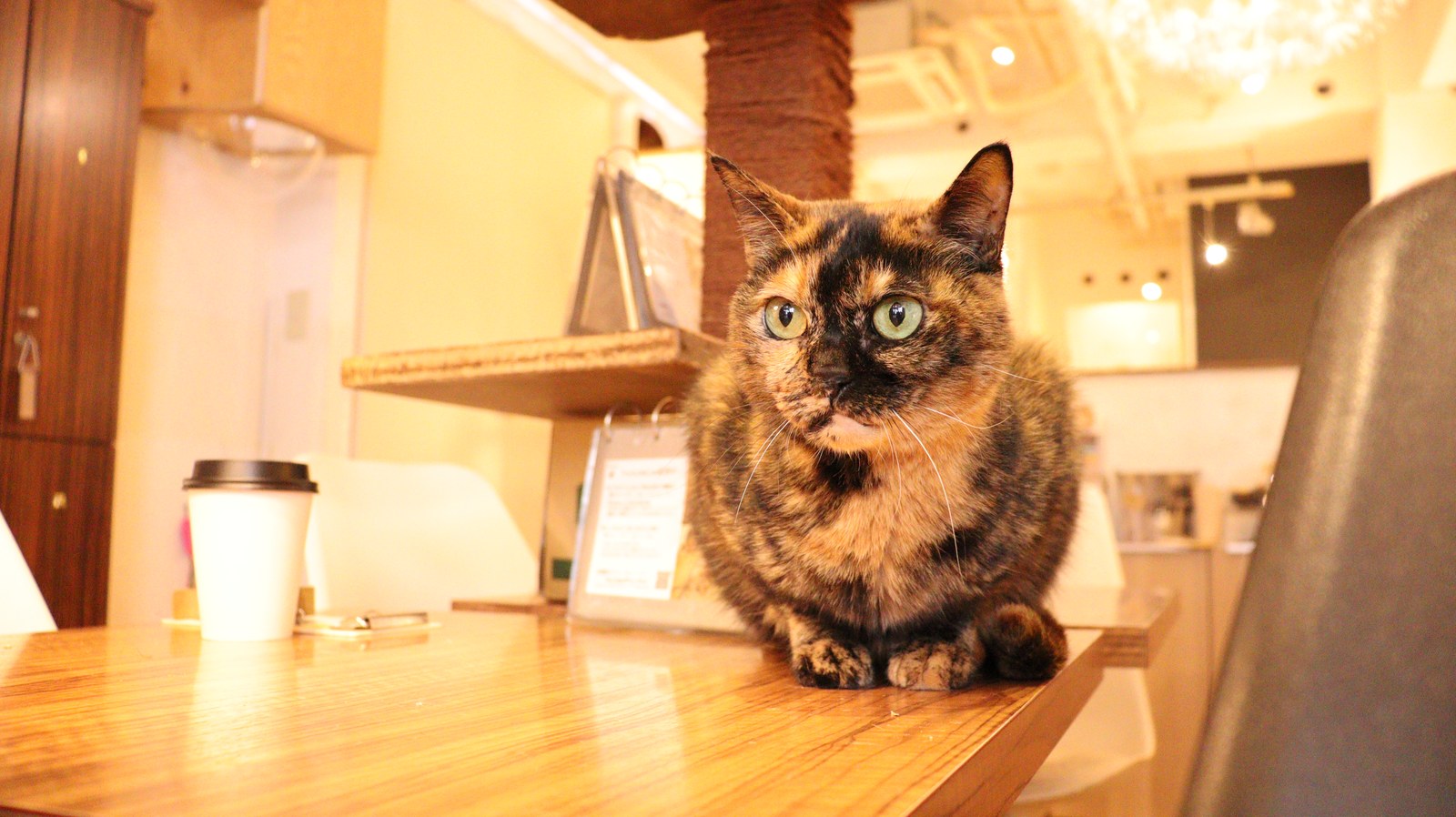 猫、ネコ、ねこ、雑種、ペット、動物の写真フリー素材 Cat, hybrid, pet, animal photo free material