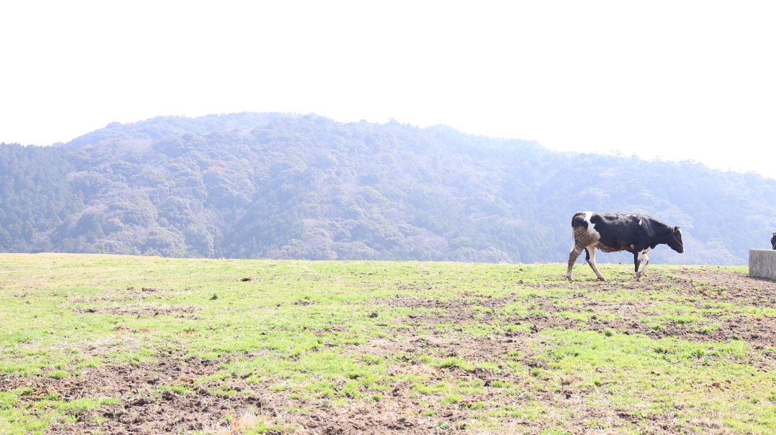 牧場、家畜、牛、乳牛、動物の写真フリー素材 Ranch, livestock, cow, dairy cow, animal photo free material