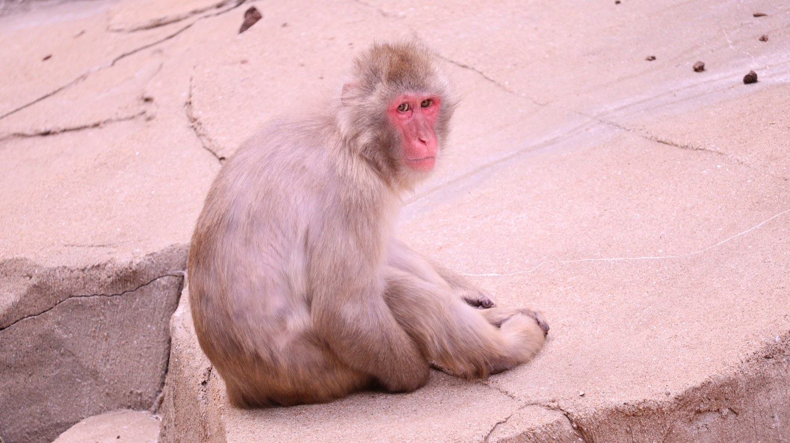 猿、日本猿、ニホンザル、哺乳類、動物園、動物の写真フリー素材 Pictures of monkeys, Japanese monkeys, mammals, zoos, animals Free material