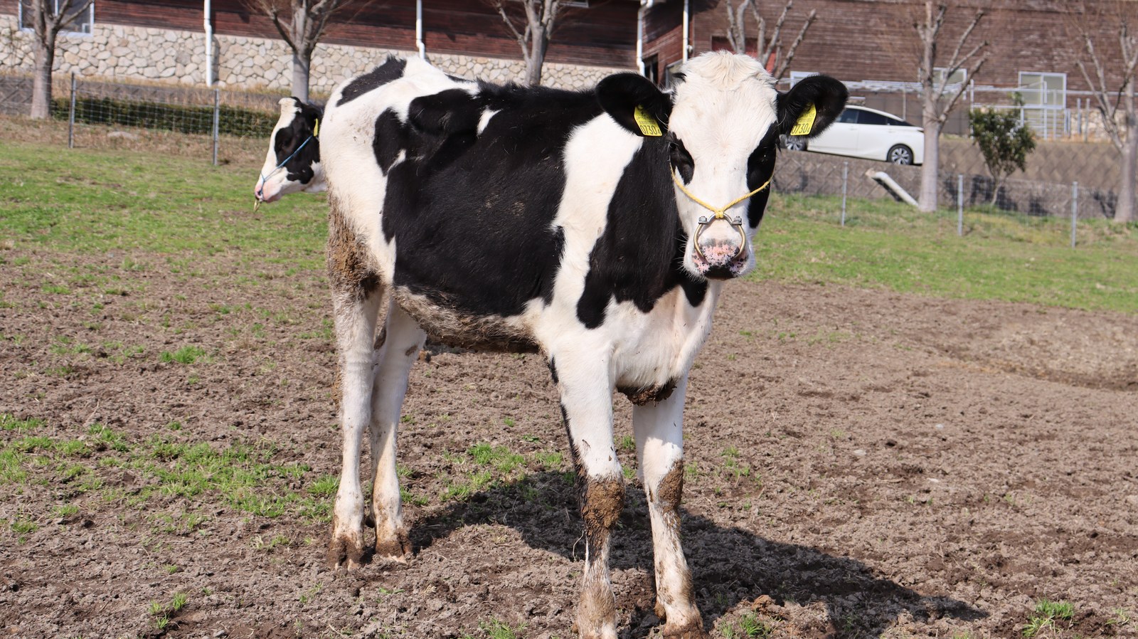 牧場、家畜、牛、乳牛、動物の写真フリー素材 Ranch, livestock, cow, dairy cow, animal photo free material