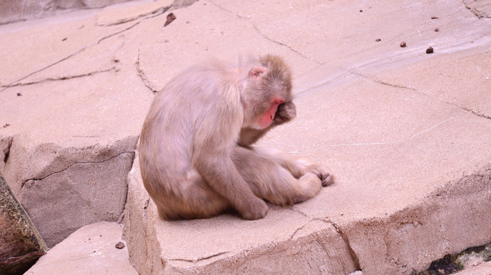 猿、日本猿、ニホンザル、哺乳類、動物園、動物の写真フリー素材 Pictures of monkeys, Japanese monkeys, mammals, zoos, animals Free material