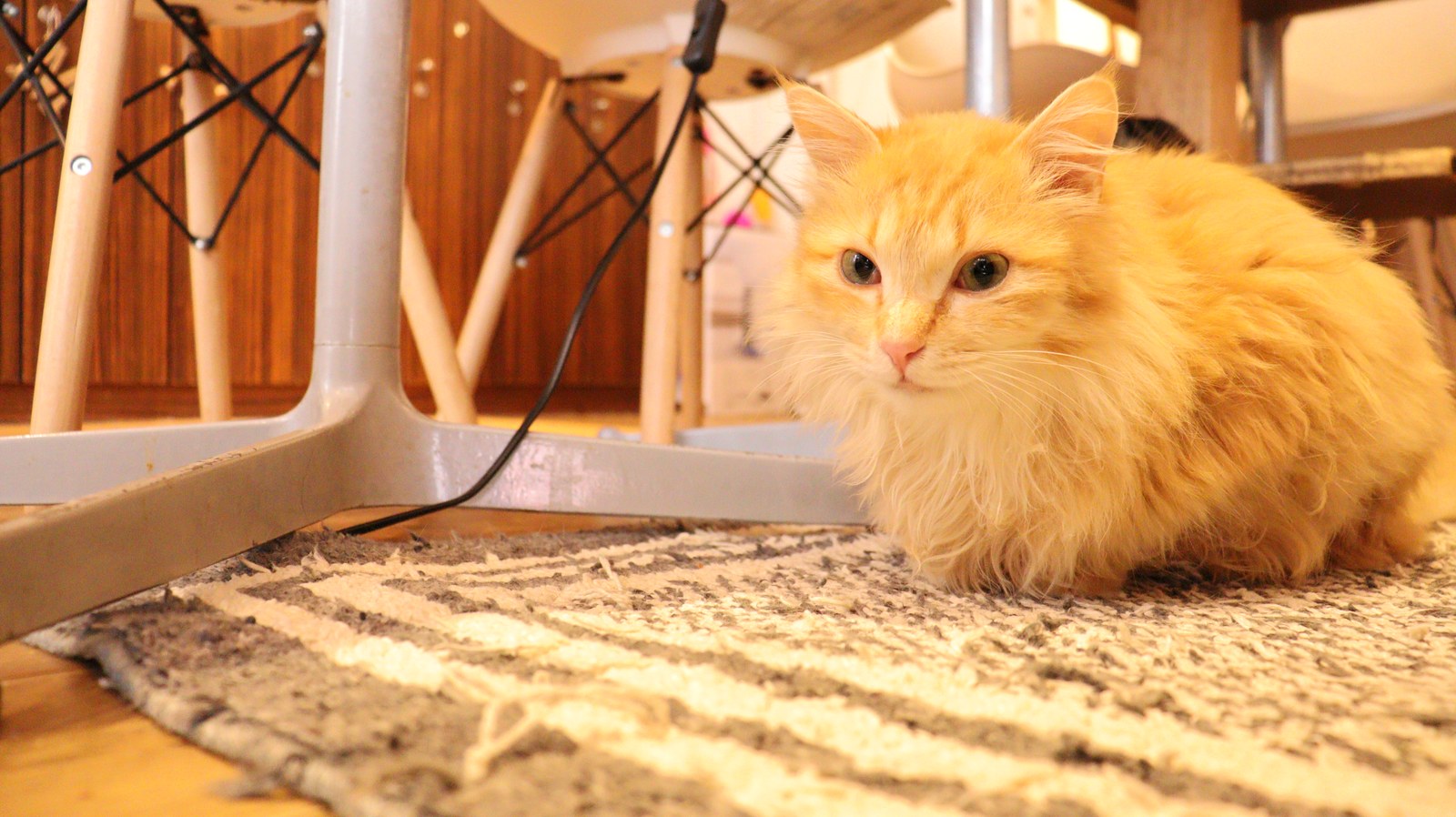 猫、ネコ、ねこ、雑種、ペット、動物の写真フリー素材 Cat, hybrid, pet, animal photo free material