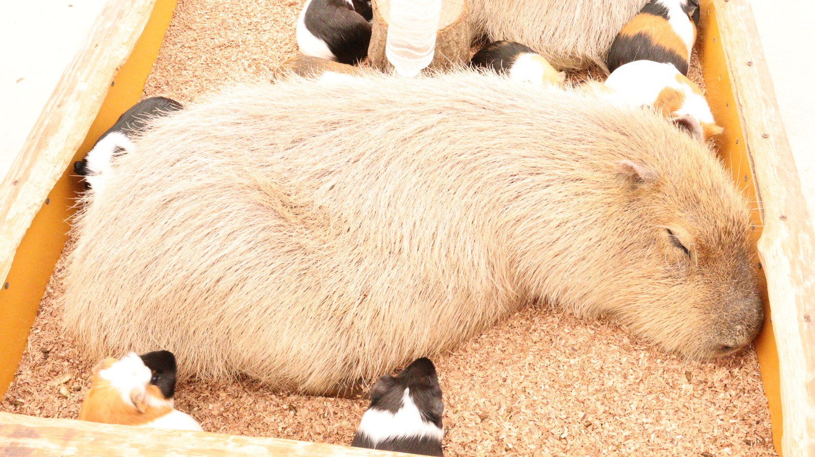カピバラ動物のフリー素材 Capybara Free material