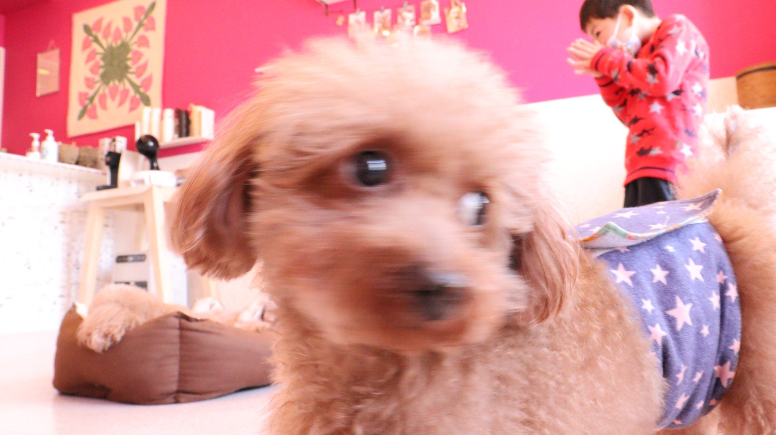 小型犬、トイプードル、犬、室内犬、動物の写真フリー素材 Small dogs, toy poodles, dogs, indoor dogs, animals photos free material
