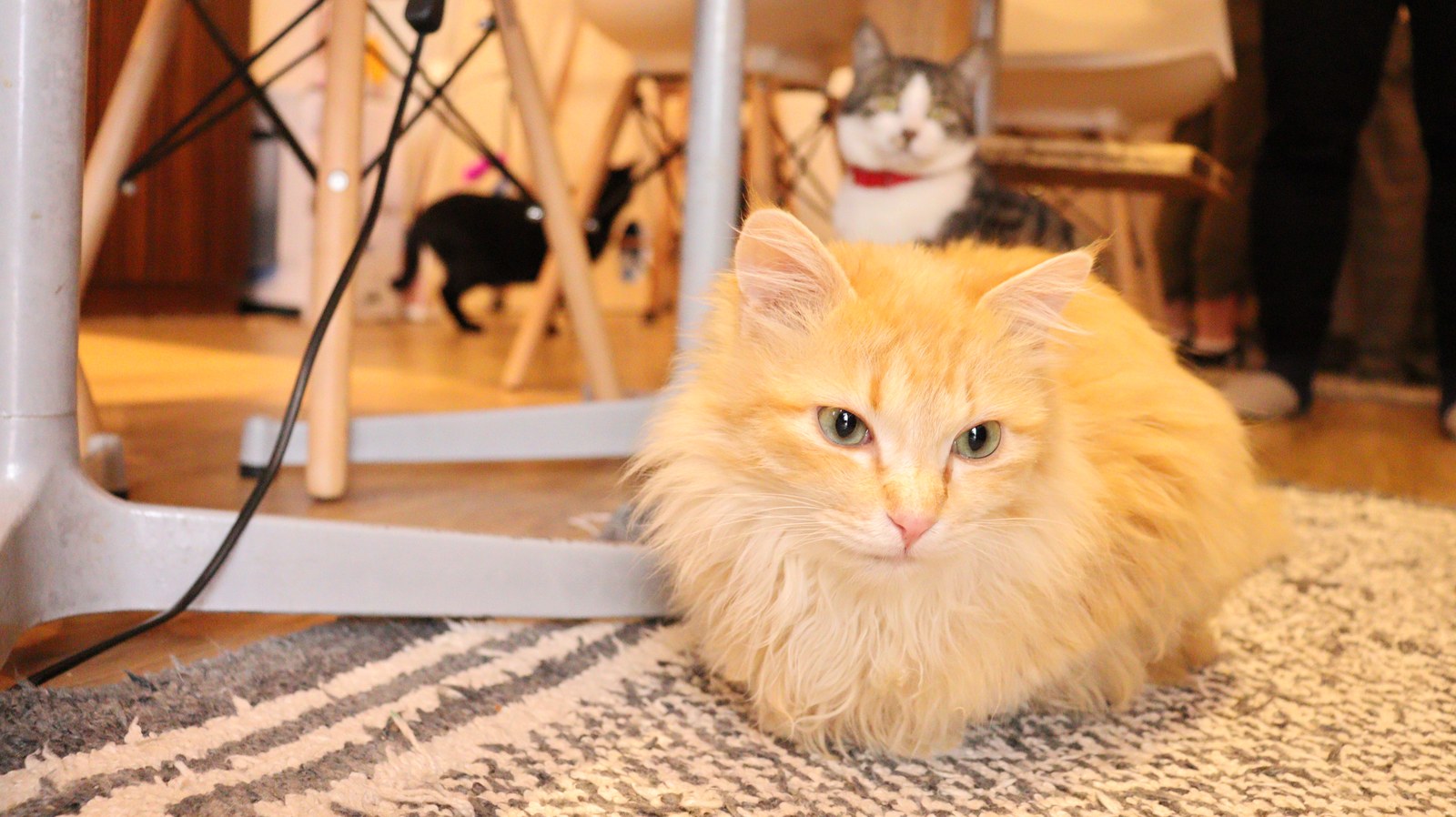 猫、ネコ、ねこ、雑種、ペット、動物の写真フリー素材 Cat, hybrid, pet, animal photo free material