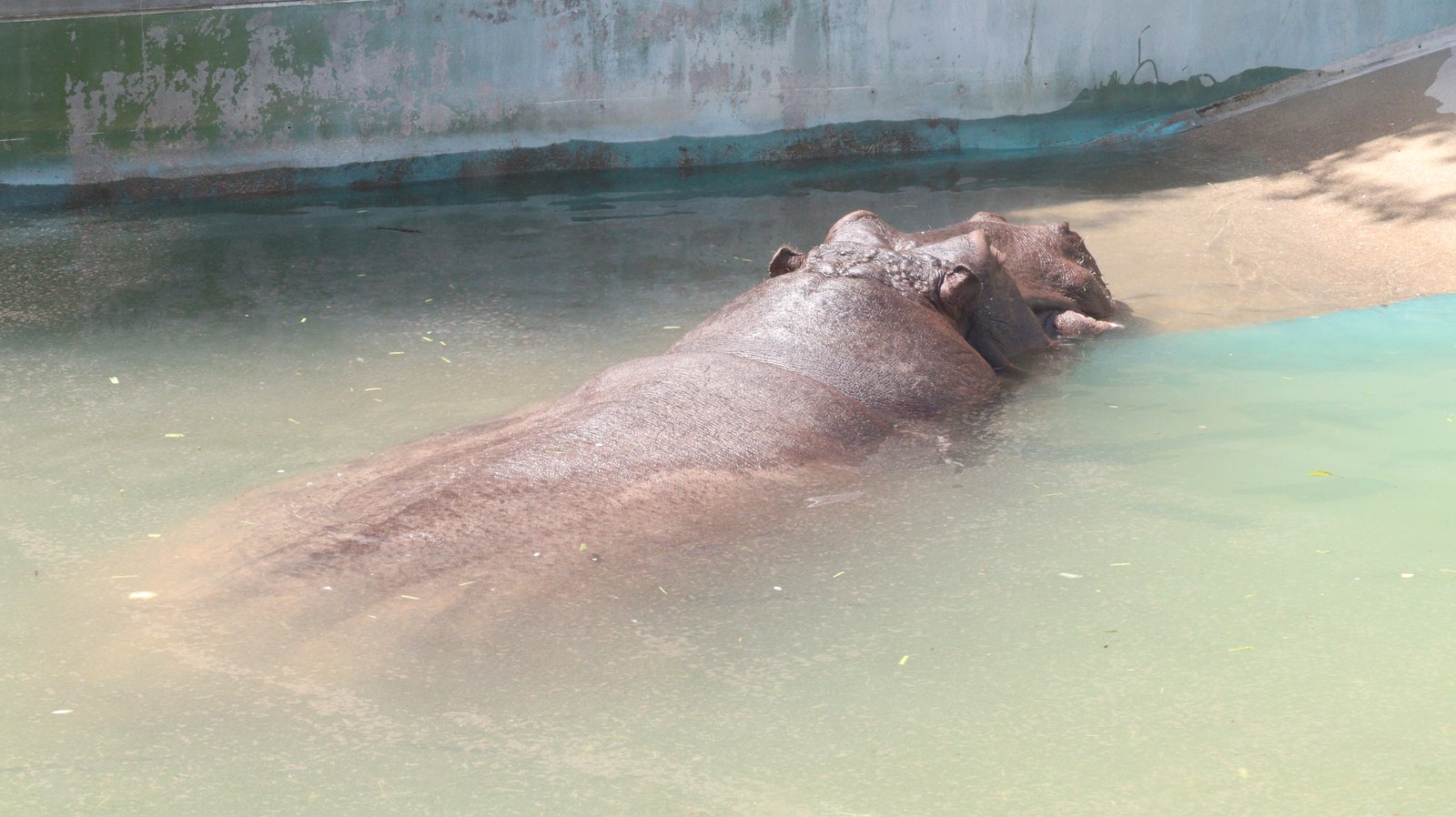 カバ、哺乳類、動物園、動物の写真フリー素材 Hippopotamus, Mammals, Zoos, Animals Photos Free Material