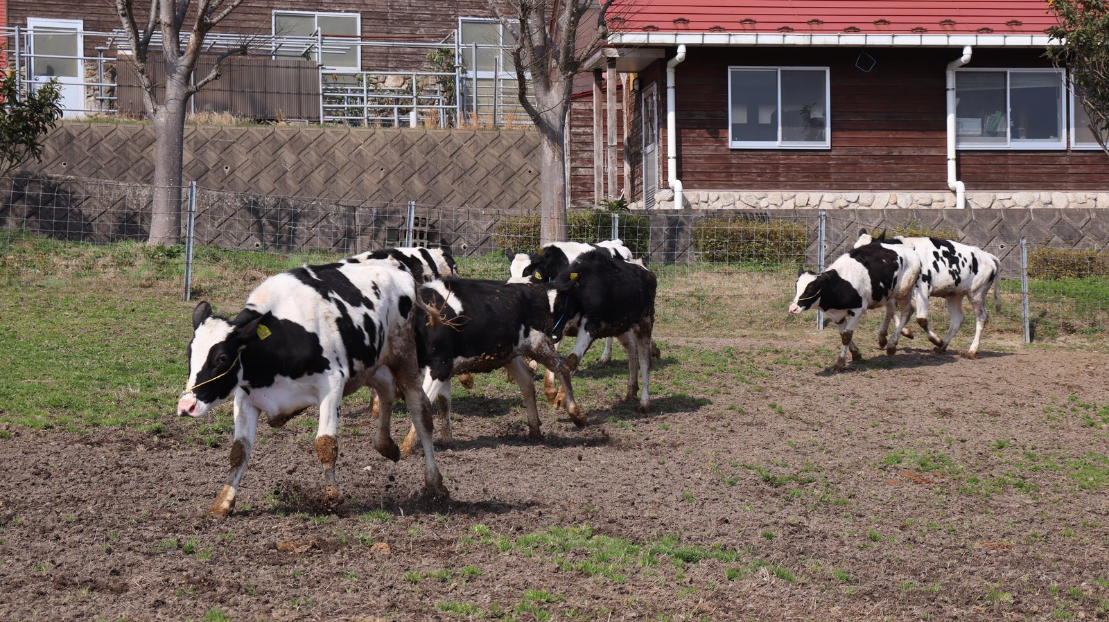 牧場、家畜、牛、乳牛、動物の写真フリー素材 Ranch, livestock, cow, dairy cow, animal photo free material