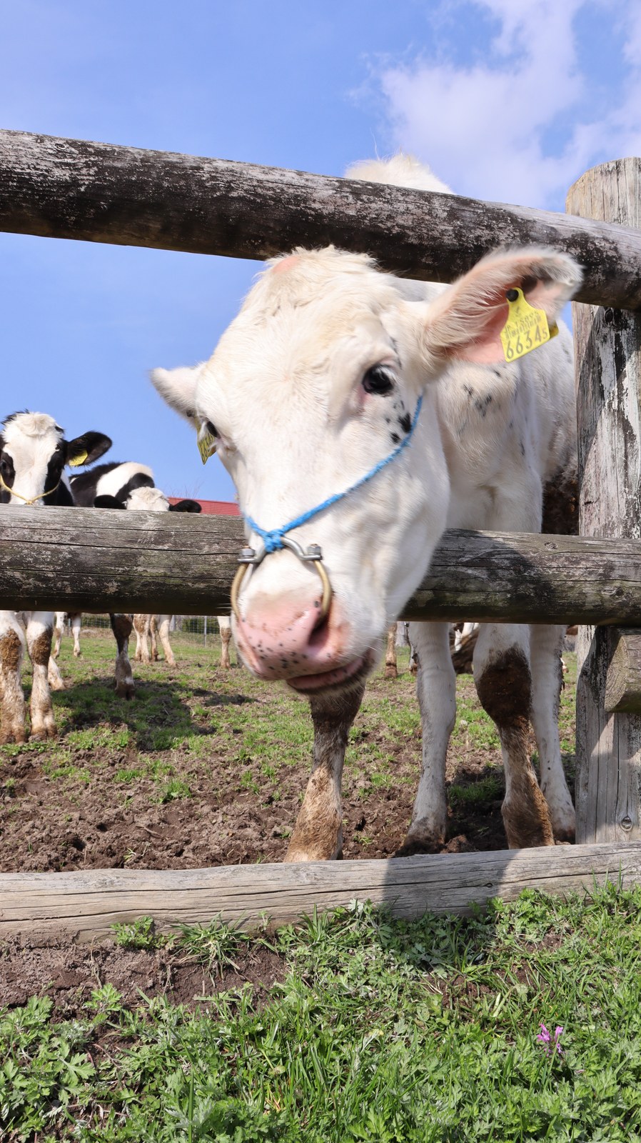 牧場、家畜、牛、乳牛、動物の写真フリー素材 Ranch, livestock, cow, dairy cow, animal photo free material