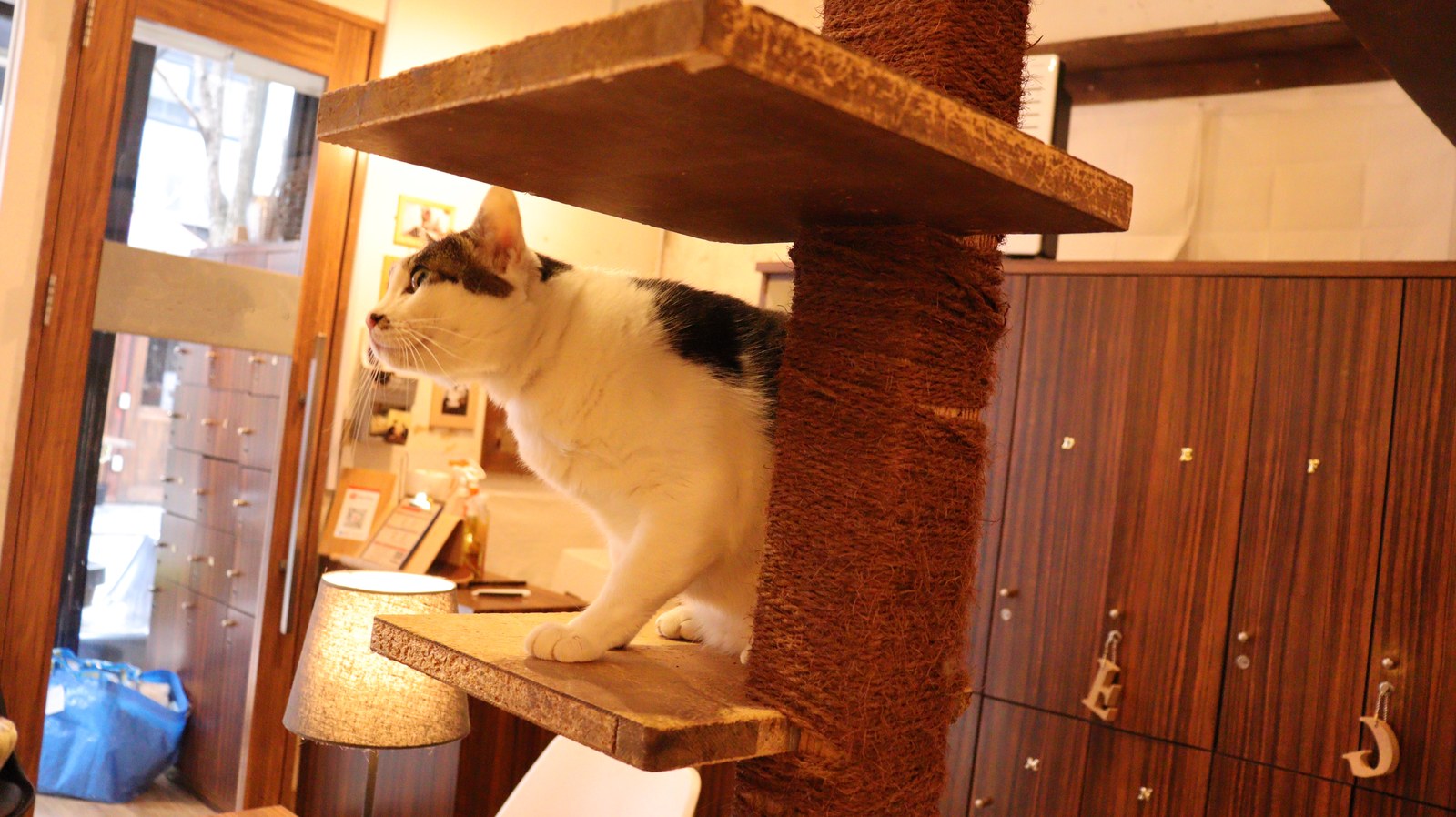 猫、ネコ、ねこ、雑種、ペット、動物の写真フリー素材 Cat, hybrid, pet, animal photo free material