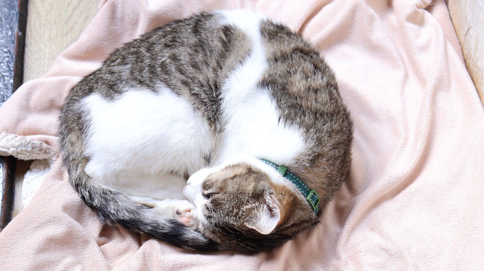 猫、ネコ、ねこ、雑種、ペット、動物の写真フリー素材 Cat, hybrid, pet, animal photo free material