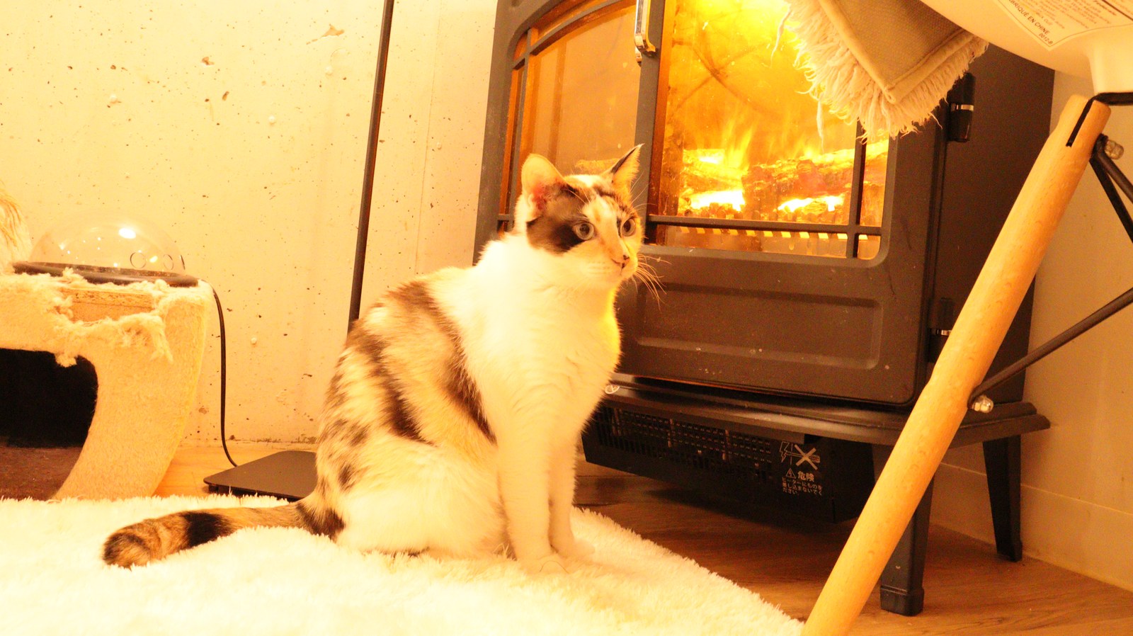 猫、ネコ、ねこ、雑種、ペット、動物の写真フリー素材 Cat, hybrid, pet, animal photo free material