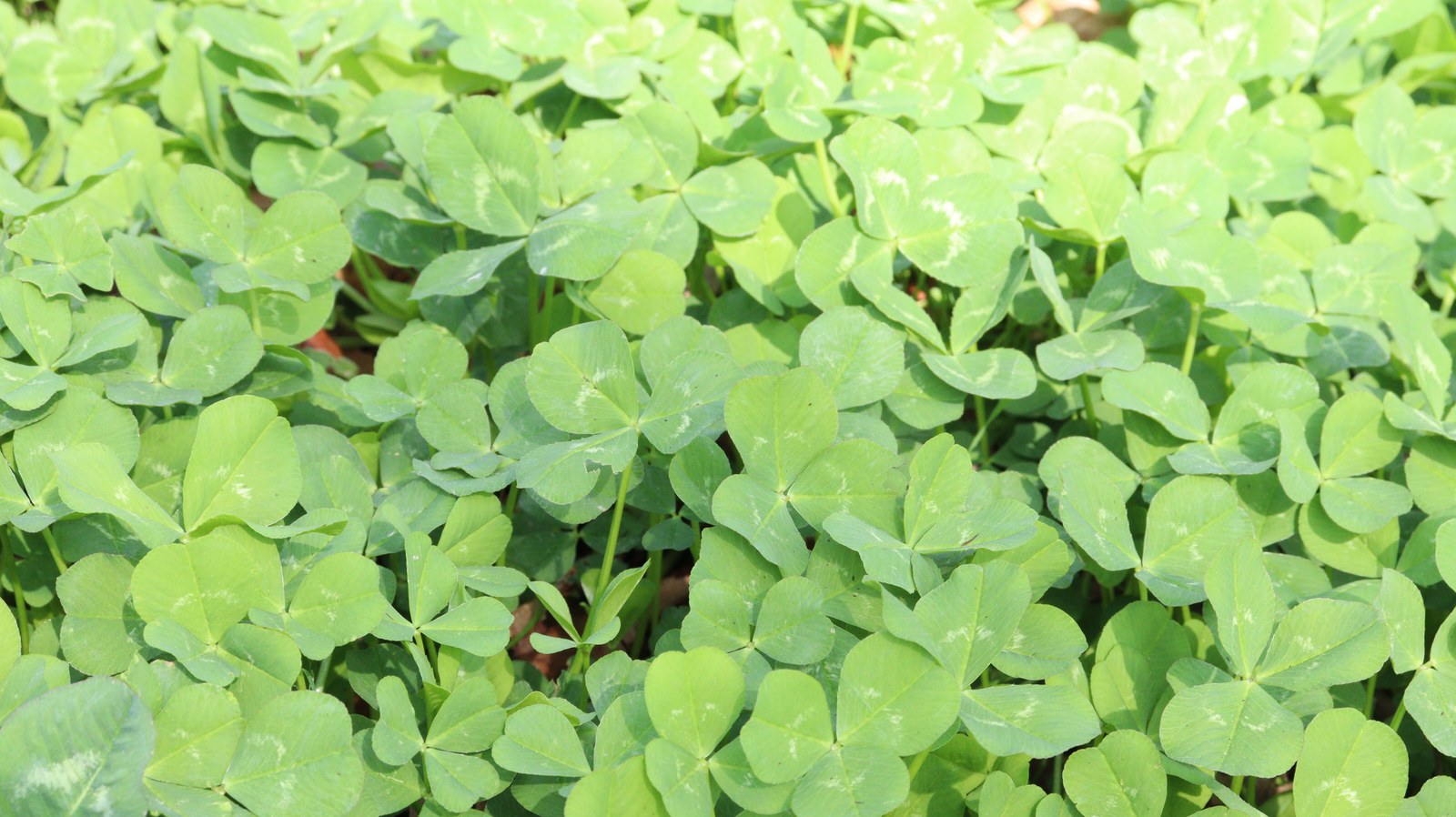 クローバー写真フリー素材 Clover photo free material