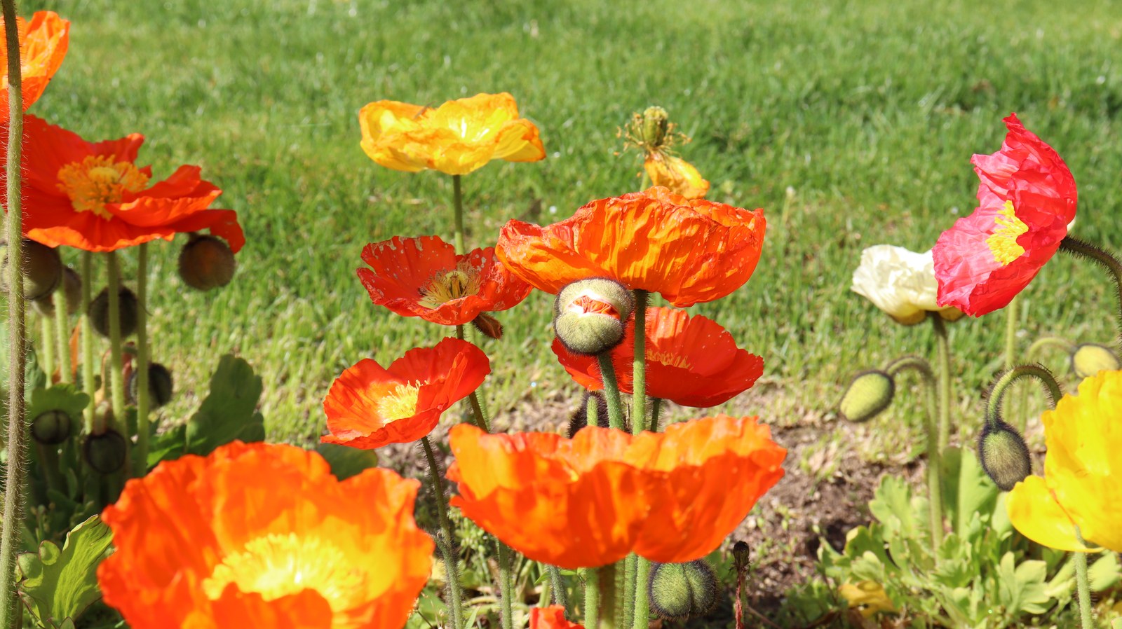 不思議な花の写真フリー素材 Mysterious flower photo free material