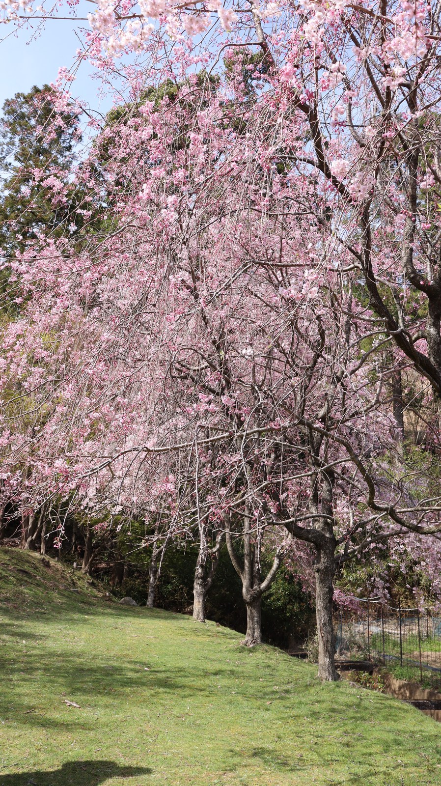 しだれ桜の写真フリー素材 Weeping cherry blossom photo free material