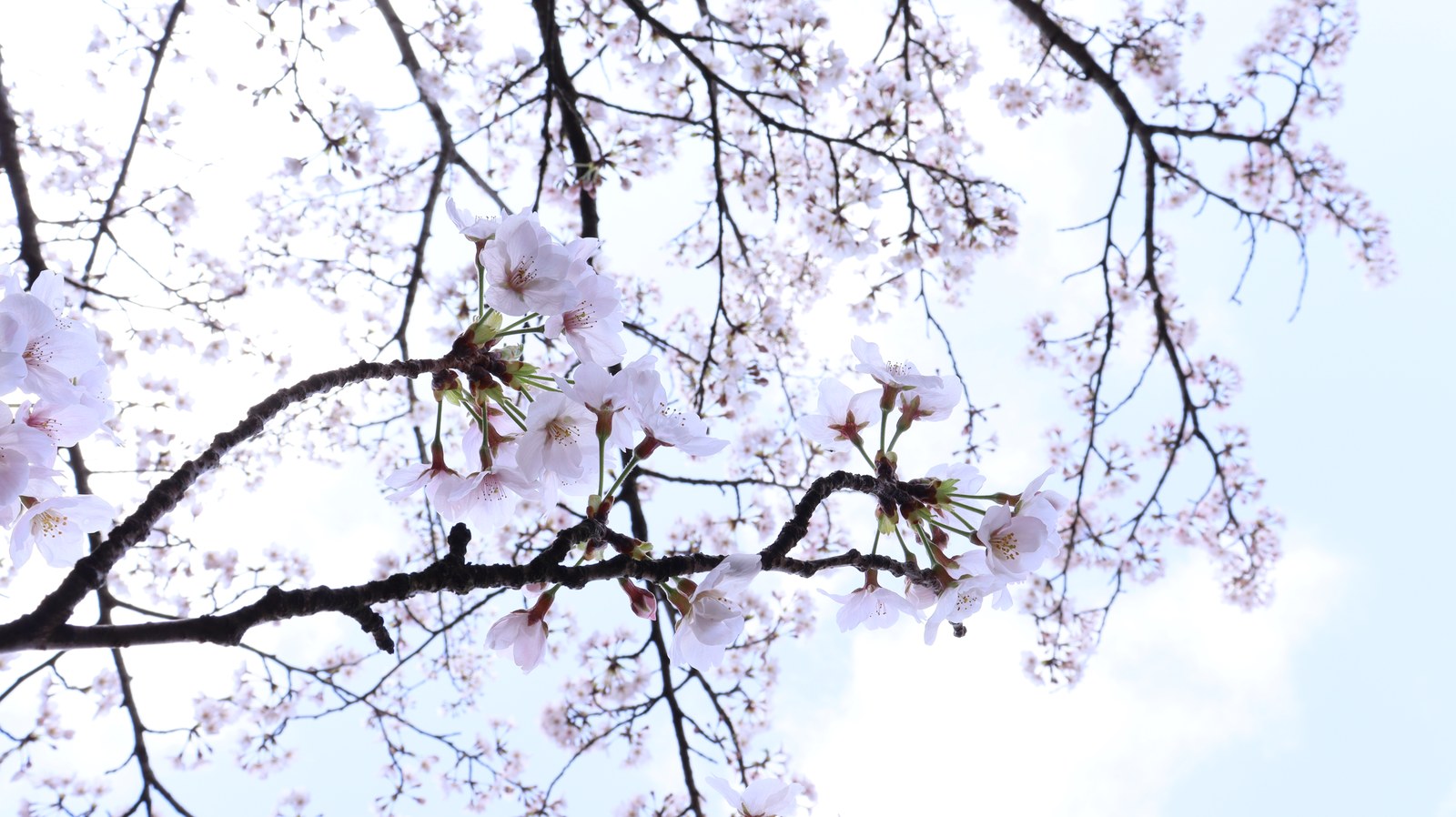桜と青空の写真フリー素材 Sakura and blue sky photo free material