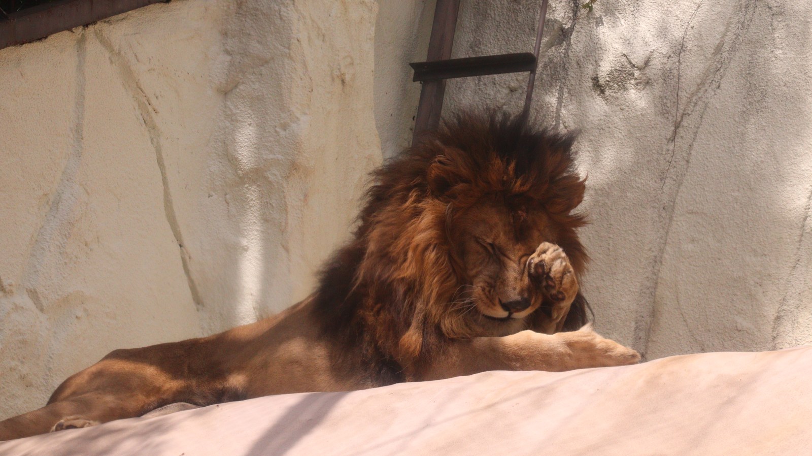 ライオン、猫科、動物園、動物の写真フリー素材 Lion, feline, zoo, animal photo free material