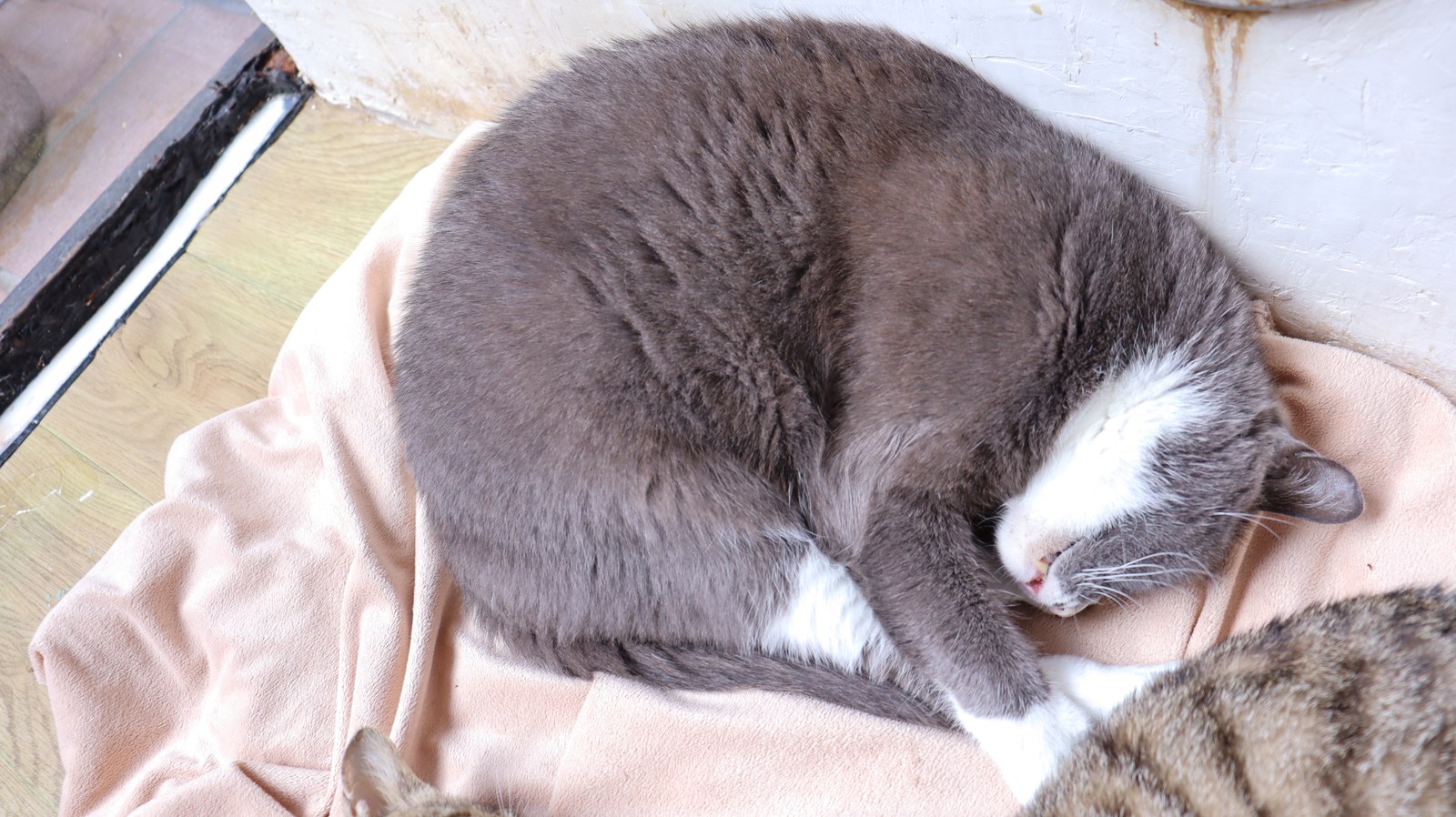 猫、ネコ、ねこ、雑種、ペット、動物の写真フリー素材 Cat, hybrid, pet, animal photo free material