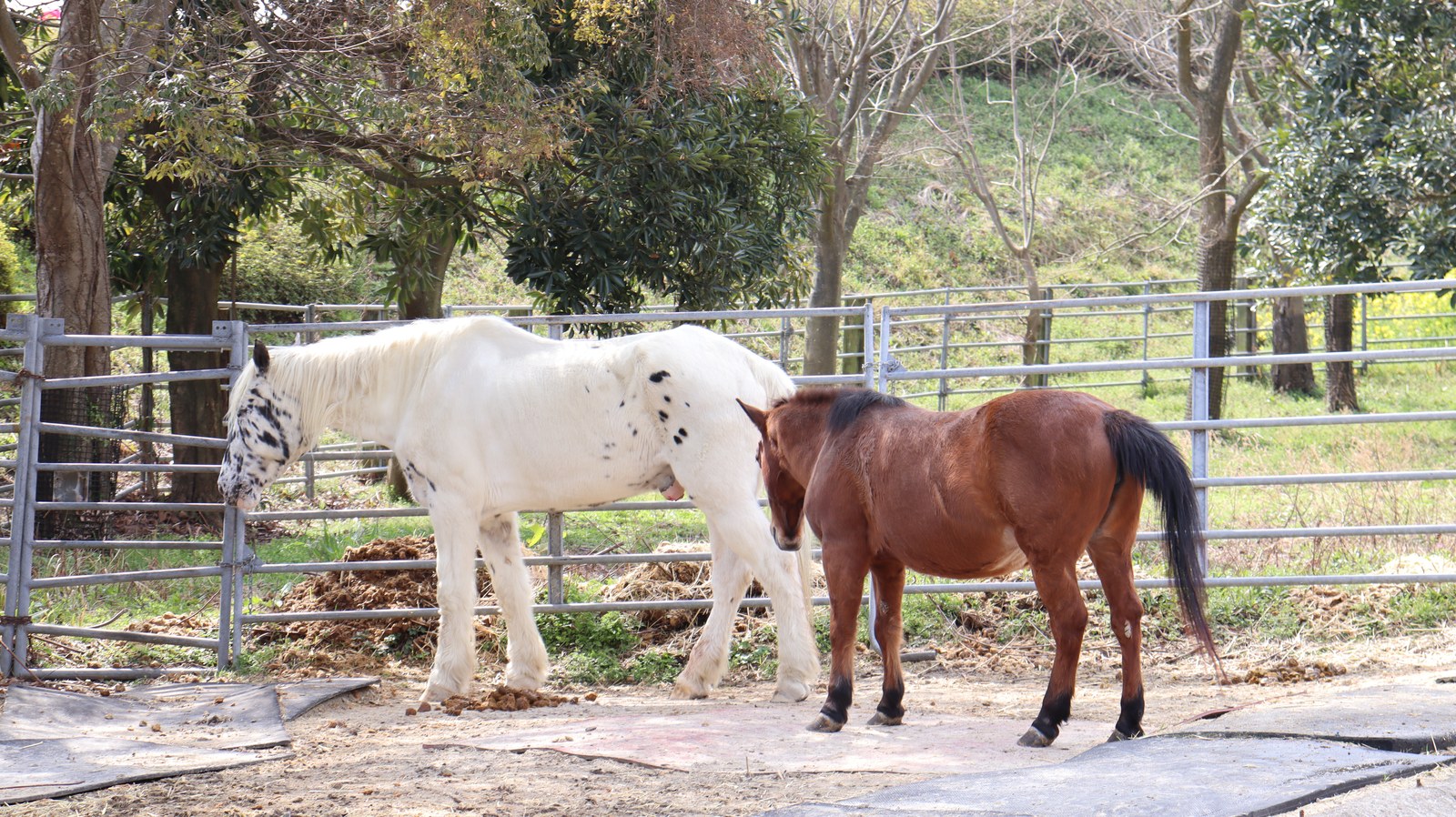 牧場、家畜、馬、ポニー、動物の写真フリー素材 Pictures of ranch, livestock, horse, pony, animal free material