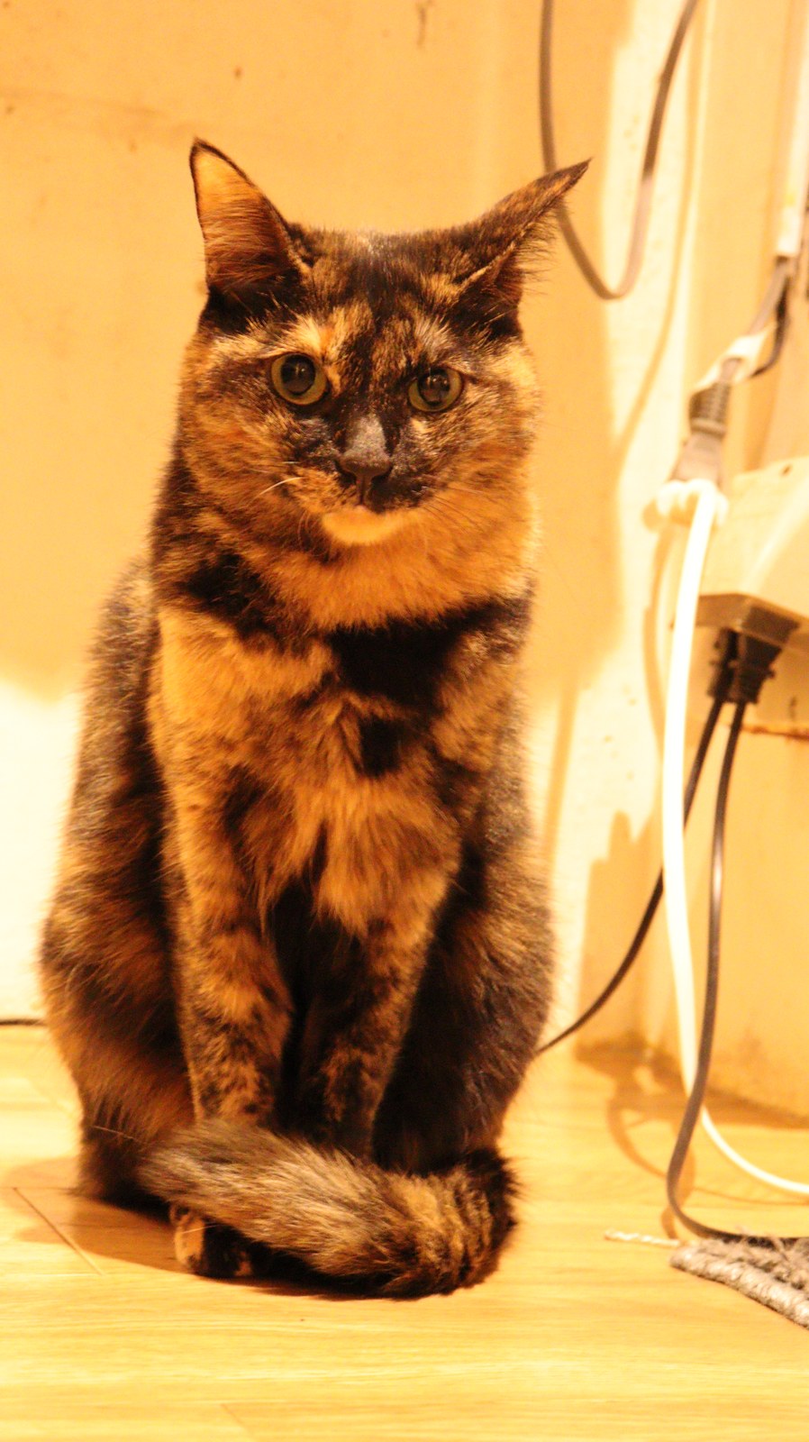 猫、ネコ、ねこ、雑種、ペット、動物の写真フリー素材 Cat, hybrid, pet, animal photo free material