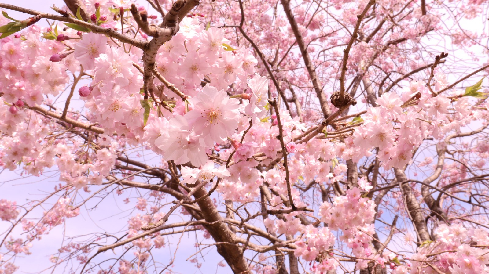 空と桜の写真フリー素材 Sky and cherry blossoms photo free material