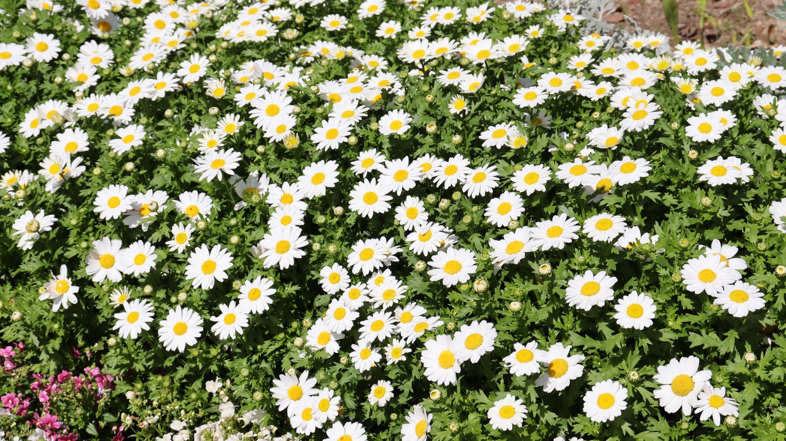 野草の写真フリー素材 Wildflowers Photos Free Material