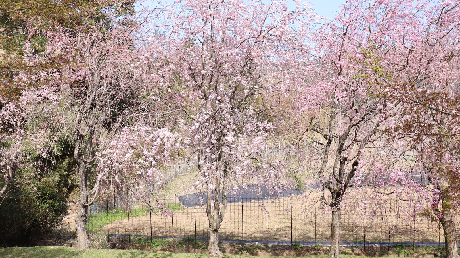 公園の桜の画像写真フリー素材 Park cherry blossom image photo free material