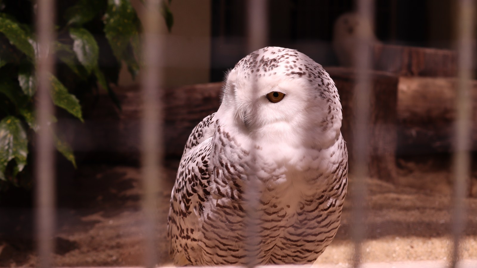 ふくろう、シロフクロウ、鳥、動物園、動物の写真フリー素材 Owls, Snowy Owls, Birds, Zoos, Animals Photos Free Material