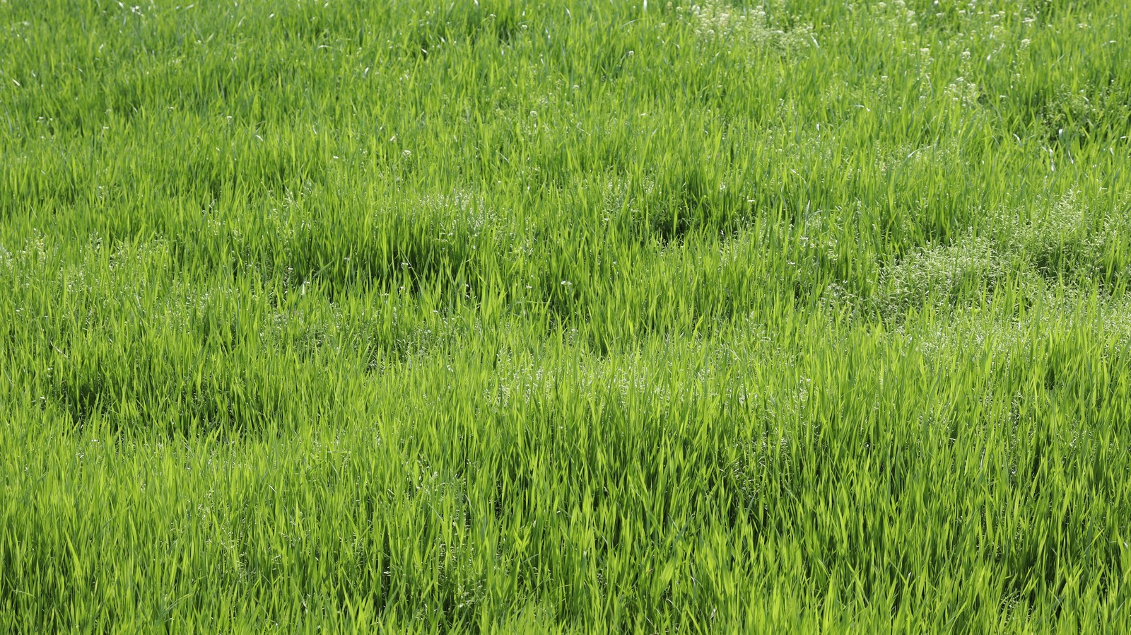 草むらの写真フリー素材 Grass Photo Free Material