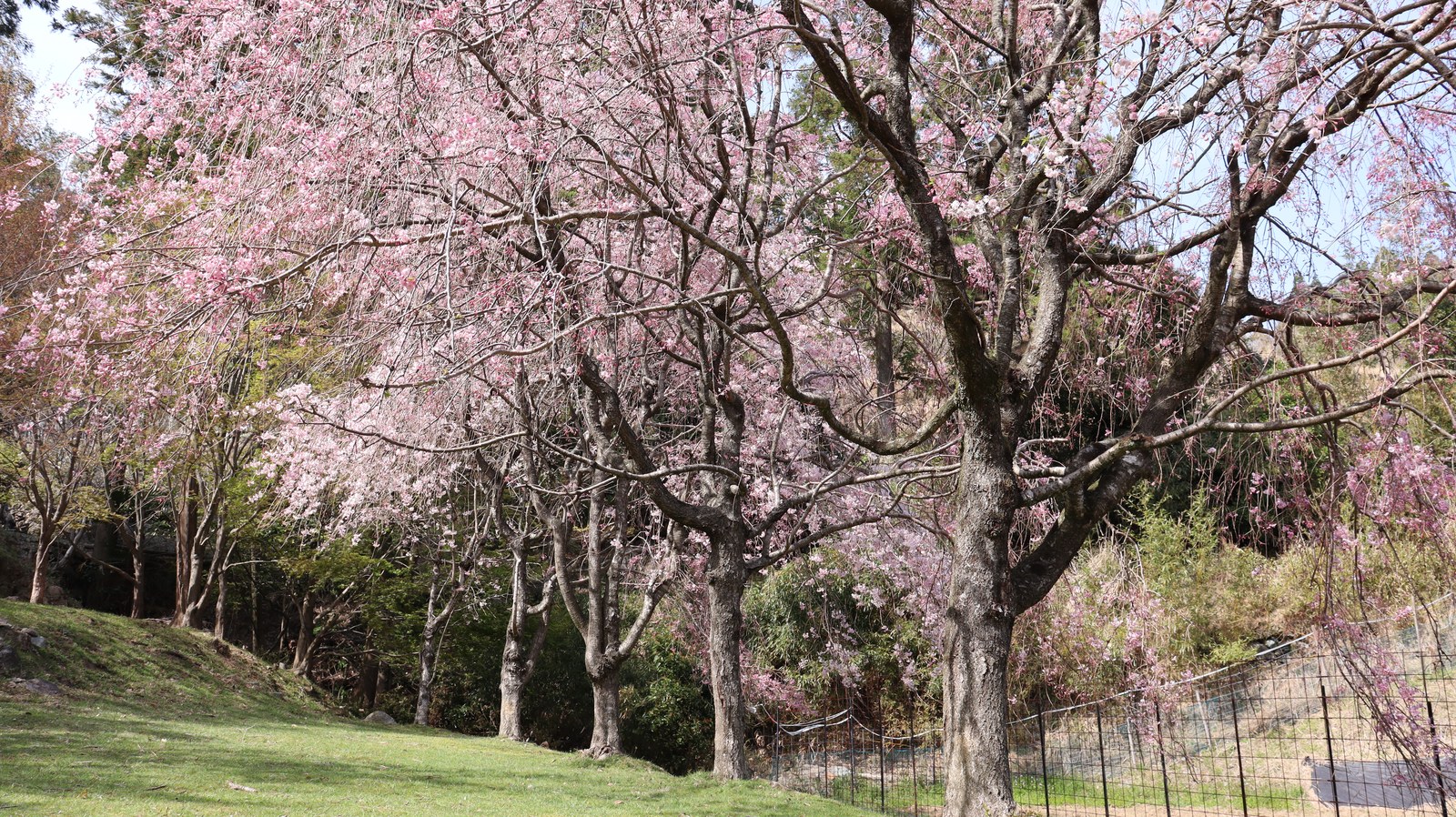 たれ桜花見の写真フリー素材 Sauce Sakura Hanami Photo Free Material