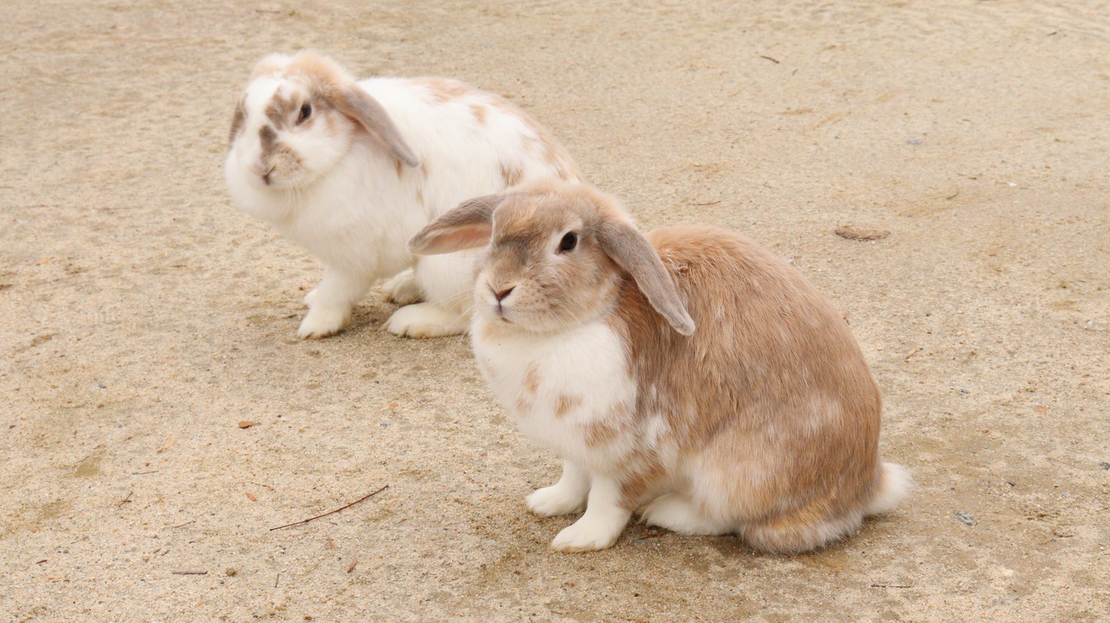 ウサギのフリー素材 Rabbit Free material