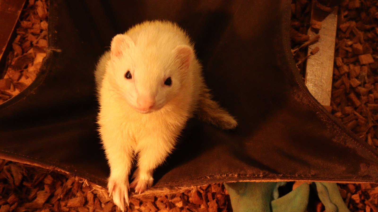 小動物、フェレット、動物の写真フリー素材 Small animals, ferrets, animals photos free material