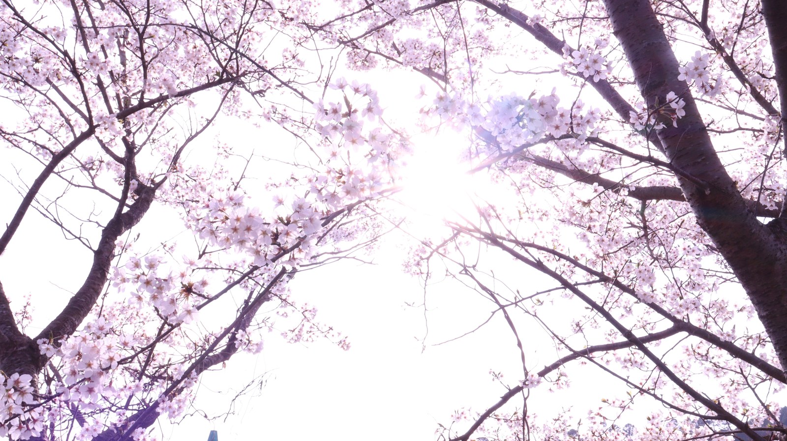 桜、日差し、太陽、明るい、パステル、風景写真フリー素材 Cherry blossoms, sunshine, sun, bright, pastel, landscape photography free material