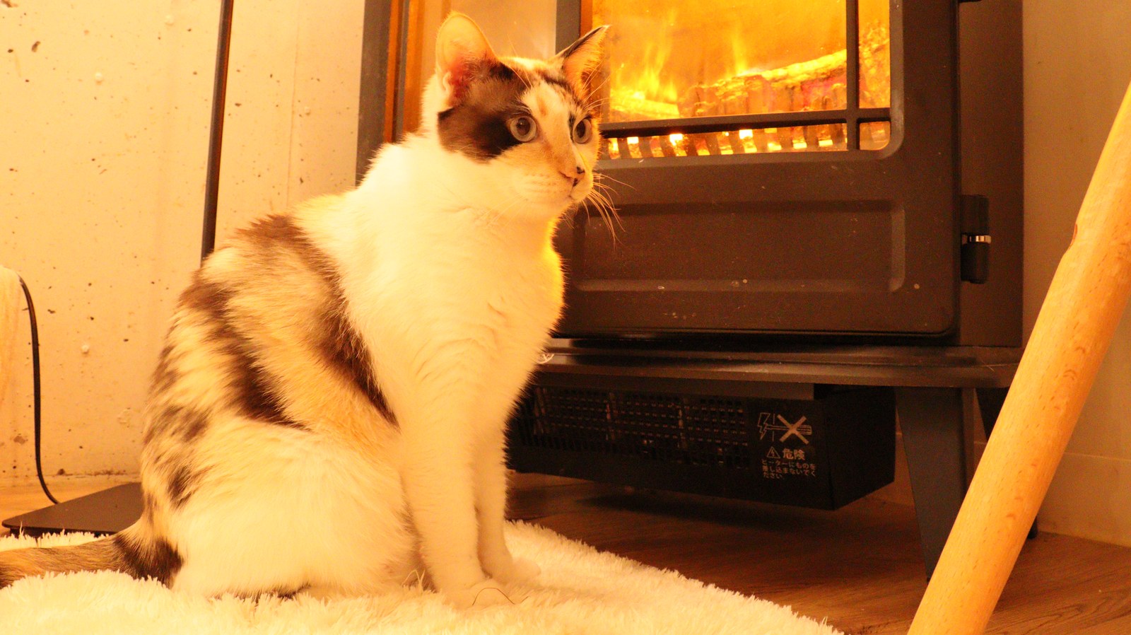 猫、ネコ、ねこ、雑種、ペット、動物の写真フリー素材 Cat, hybrid, pet, animal photo free material