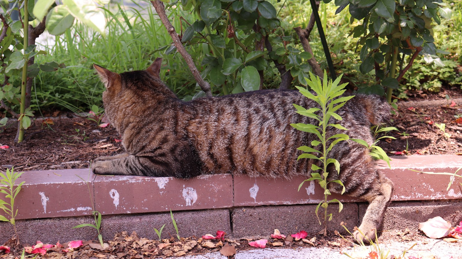 猫、公園、自然、野良猫、写真フリー素材 cat, park, nature, feral cat