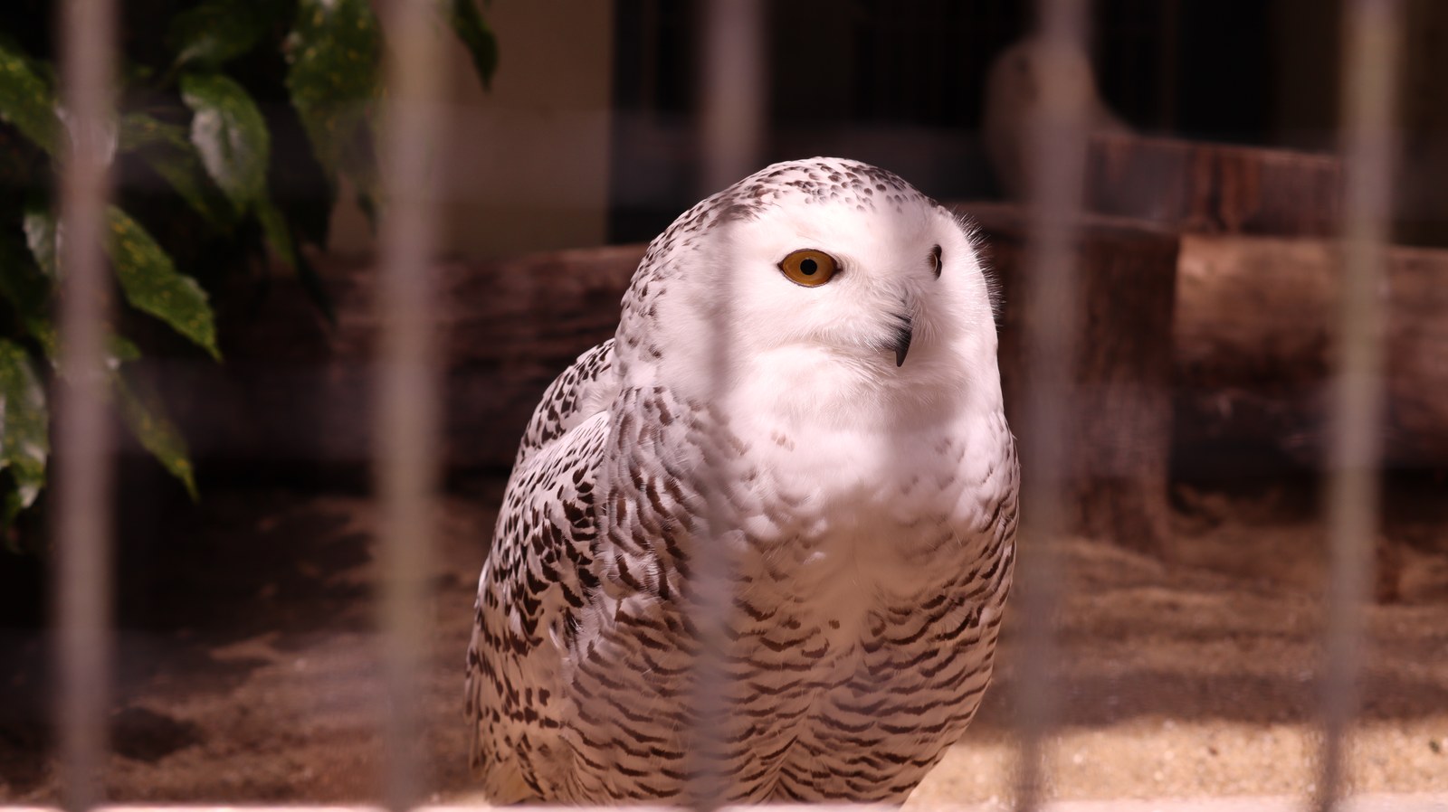 ふくろう、シロフクロウ、鳥、動物園、動物の写真フリー素材 Owls, Snowy Owls, Birds, Zoos, Animals Photos Free Material