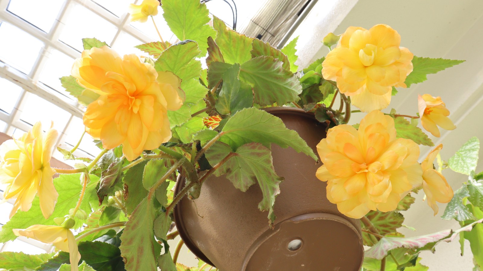 黄色い花の植木鉢の写真フリー素材 Yellow flower flowerpot photo free material