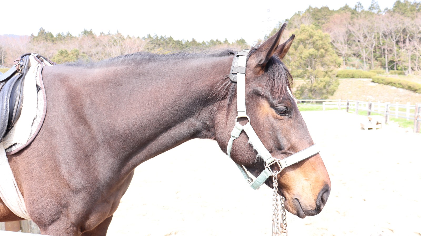 牧場、家畜、馬、ポニー、動物の写真フリー素材 Pictures of ranch, livestock, horse, pony, animal free material