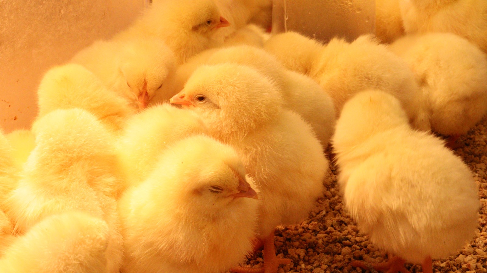 小動物、鳥、ヒヨコ、ひよこ、動物の写真フリー素材 Pictures of small animals, birds, chicks, animals Free material