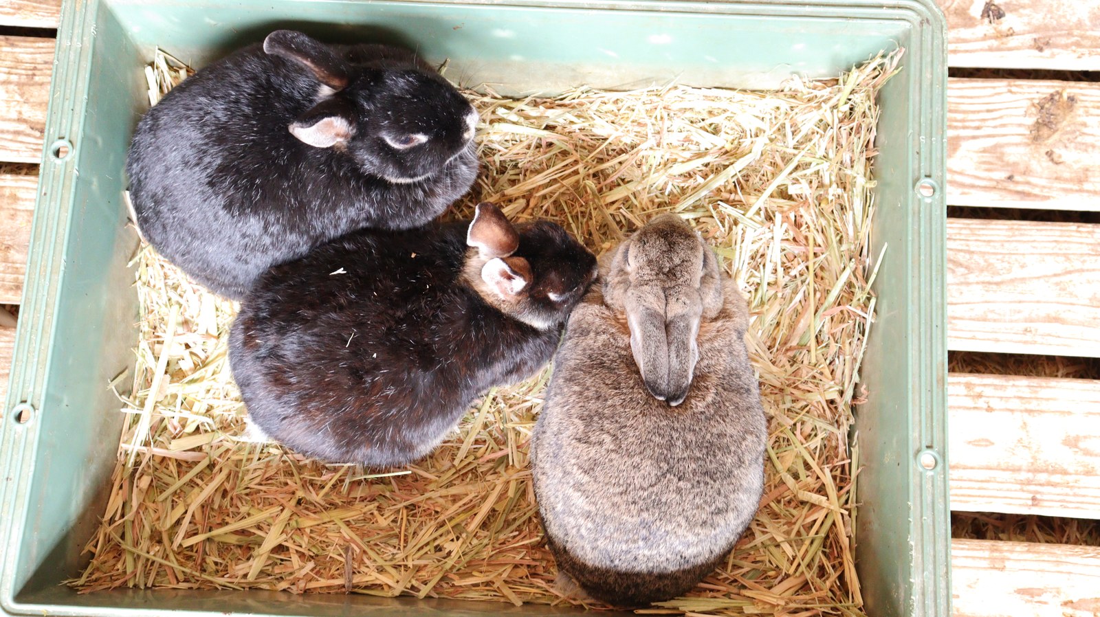 牧場、家畜、ウサギ、うさぎ、兎、動物の写真フリー素材 Ranch, livestock, rabbit, rabbit, rabbit, animal photo free material