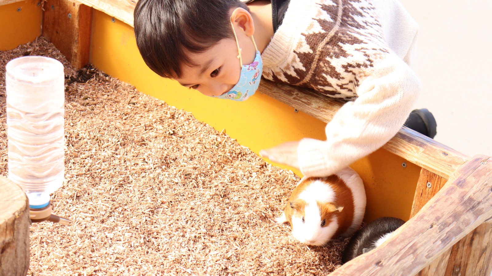 モルモット動物のフリー素材 Free material for guinea pigs