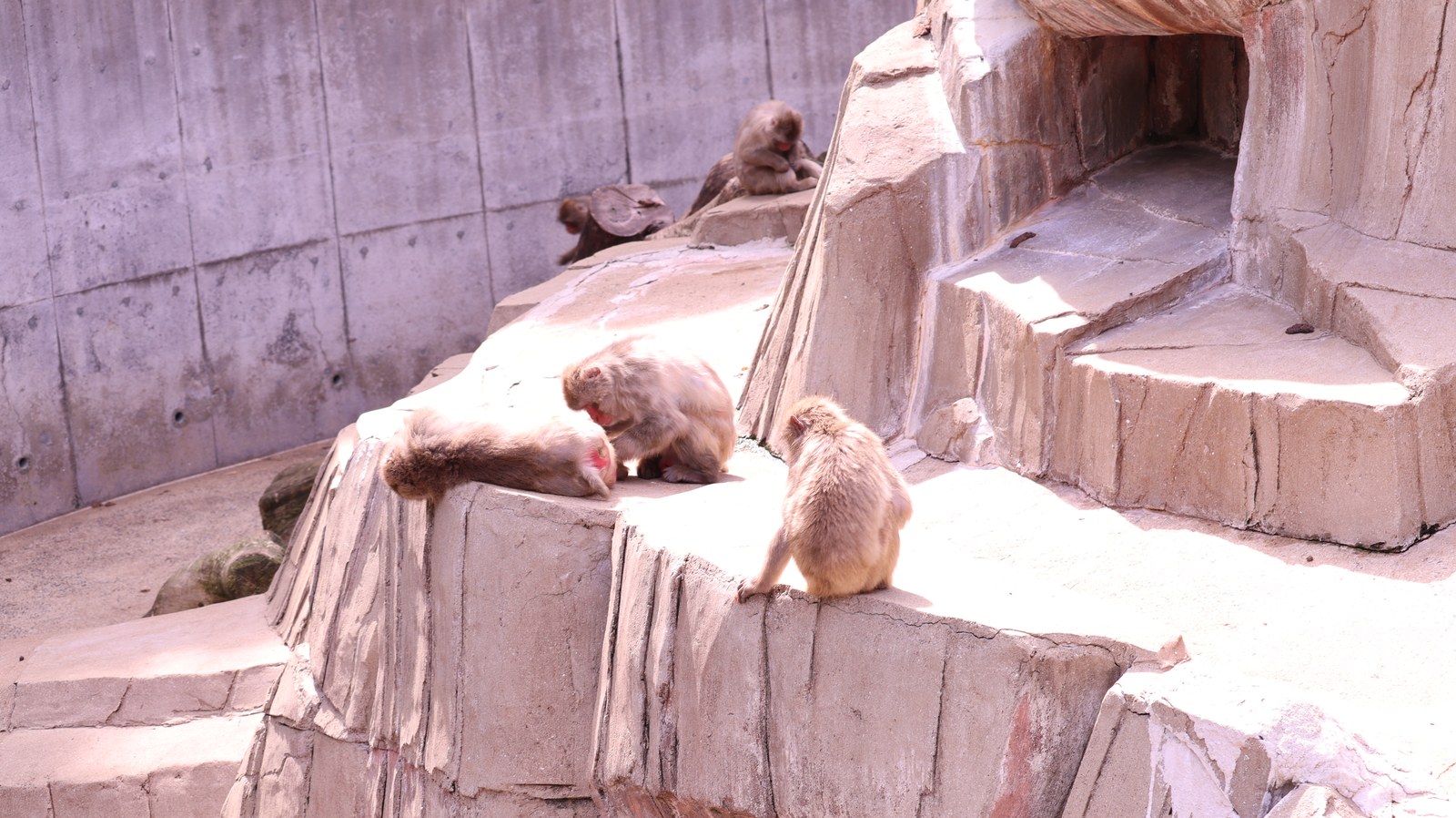 猿、日本猿、ニホンザル、哺乳類、動物園、動物の写真フリー素材 Pictures of monkeys, Japanese monkeys, mammals, zoos, animals Free material