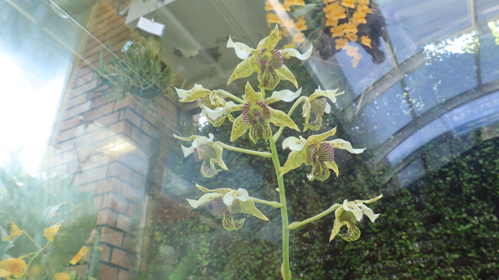 不思議な花の写真フリー素材 Mysterious flower photo free material
