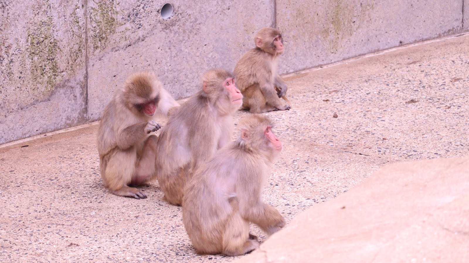 猿、日本猿、ニホンザル、哺乳類、動物園、動物の写真フリー素材 Pictures of monkeys, Japanese monkeys, mammals, zoos, animals Free material