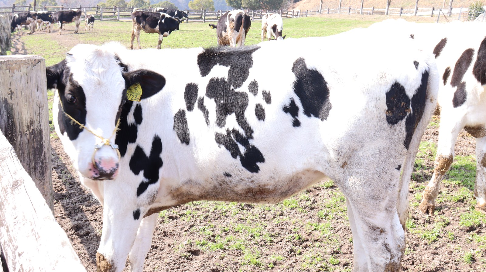 牧場、家畜、牛、乳牛、動物の写真フリー素材 Ranch, livestock, cow, dairy cow, animal photo free material