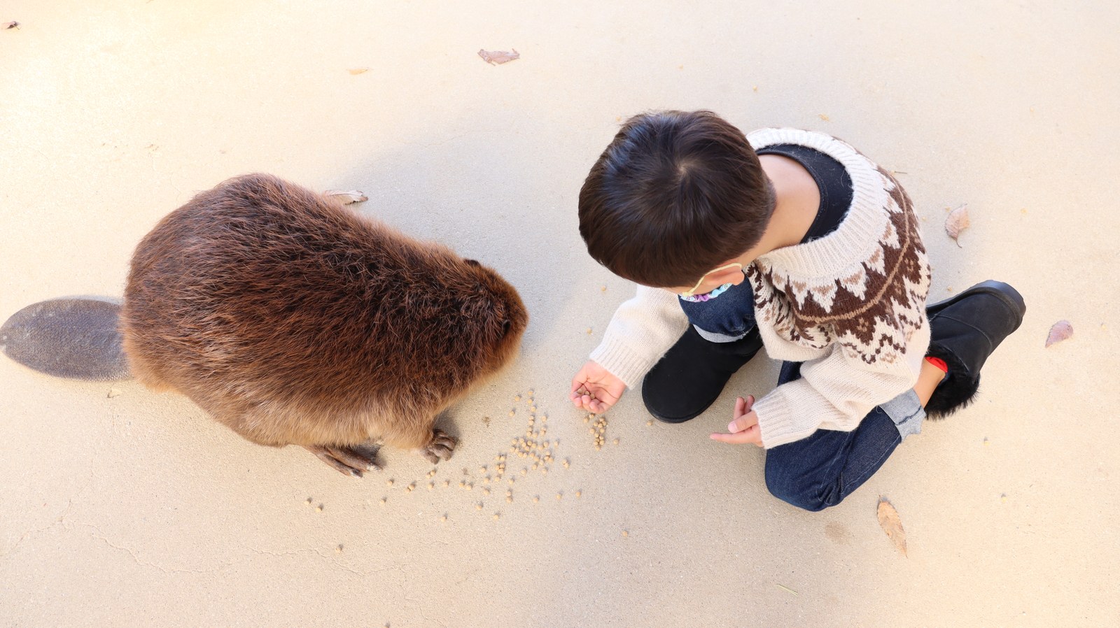 ビーバー動物のフリー素材 beaver Free material