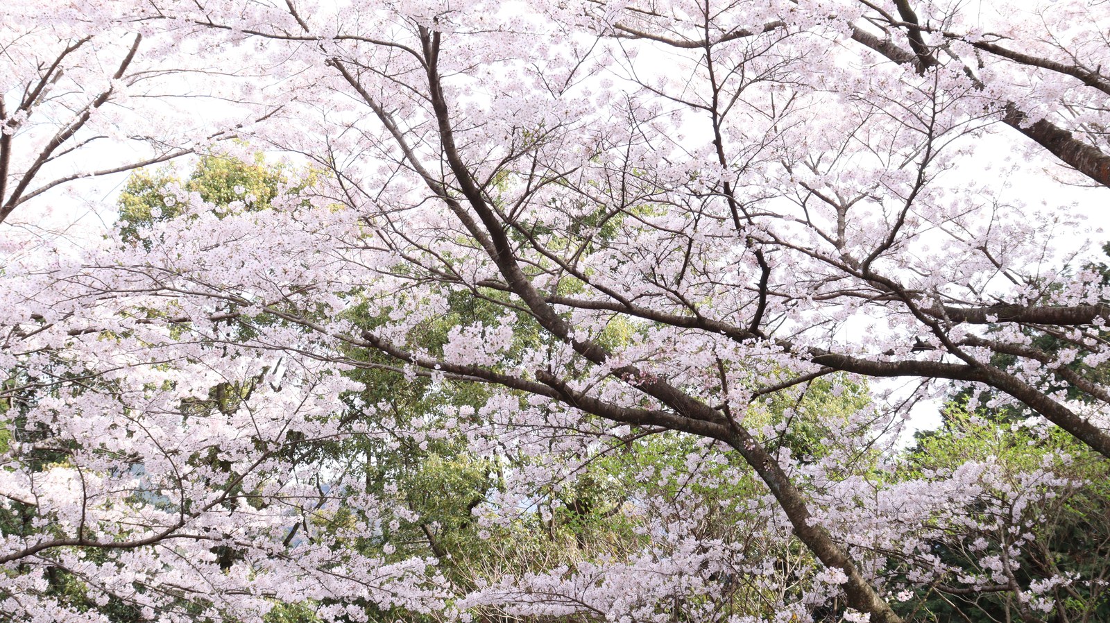 山に咲く桜の写真フリー素材 Photo free material of cherry blossoms blooming in the mountains