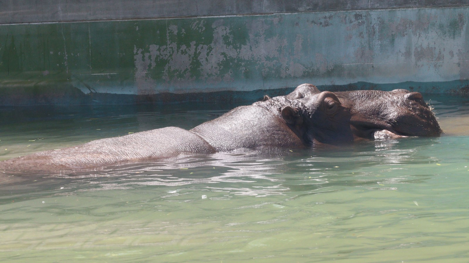 カバ、哺乳類、動物園、動物の写真フリー素材 Hippopotamus, Mammals, Zoos, Animals Photos Free Material
